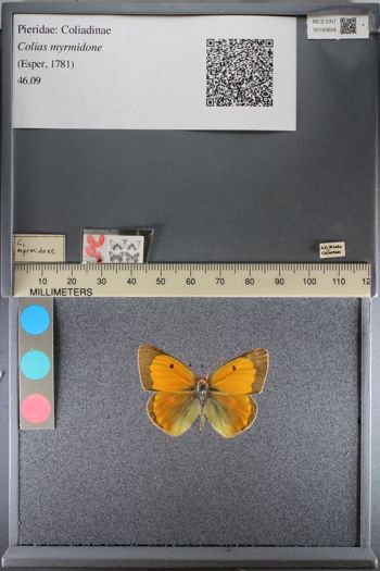 Media type: image;   Entomology 193804